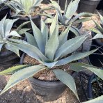 Agáva (Agave) ´NEOMEXICANA´ - výška 40-60 cm, Ø 40-60 cm, kont. C50L (-25°C)